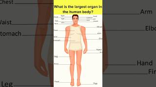 Largest Organ in Human Body II Quiz