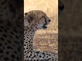 地上最速 (100km±/h) 動物/チーター🐆