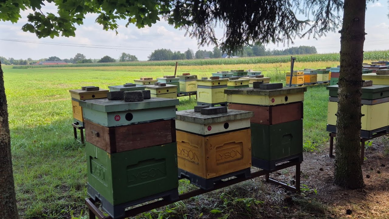 Zabieram paski, końcówka podkarmiania rozwojowego