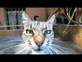 КОТИКИ ОДЕССА | CATS ODESSA любопытная мордочка | curious muzzle