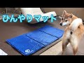 柴犬 暑い夏はひんやりマットで乗り切ろう