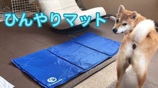 柴犬 暑い夏はひんやりマットで乗り切ろう