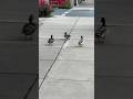 Ducks on a walk 🦆