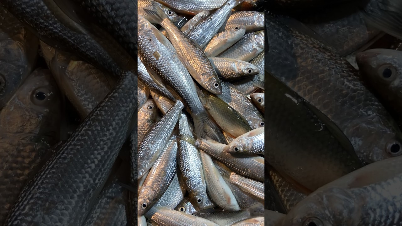 Fresh Sweet Water Fish