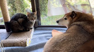 【犬と猫大家族】長女猫はこんなにも毎日忙しい日々を送っています