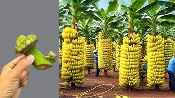 Advanced banana cultivation techniques increase productivity by  and bring high economic efficiency.