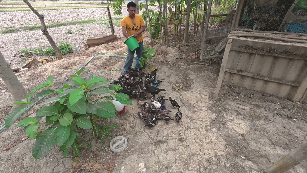 สูตรอาหารและปริมาณการให้อาหารลูกไก่  แก้ไขปัญหาลูกไก่ติดกันกินขนกัน