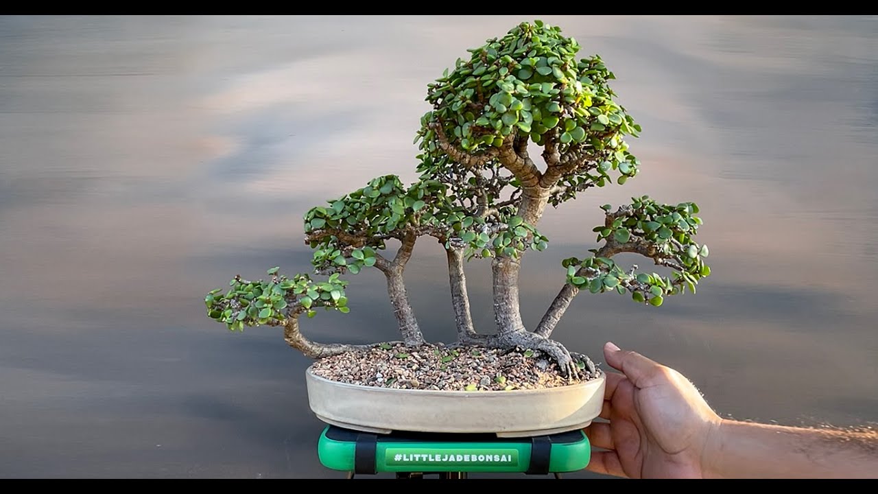 Raft style forest portulacaria afra maintenance trimming Little Jade