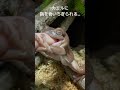 カエルに指を食いちぎられる #カエル#イエアメガエル #frog
