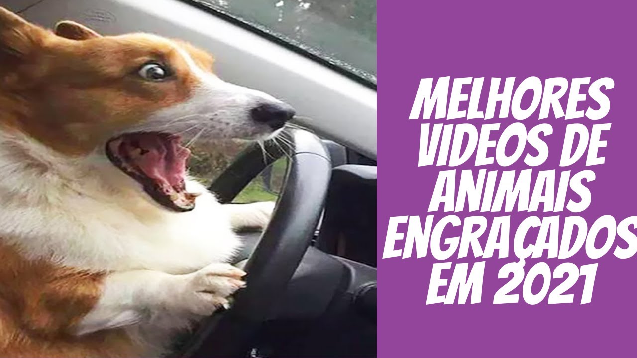 Os 10 melhores vídeos promocionais de animais engraçados para