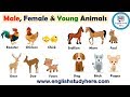 Animal Names: Male, Female, and Young | Male, Female & Young Animals in English