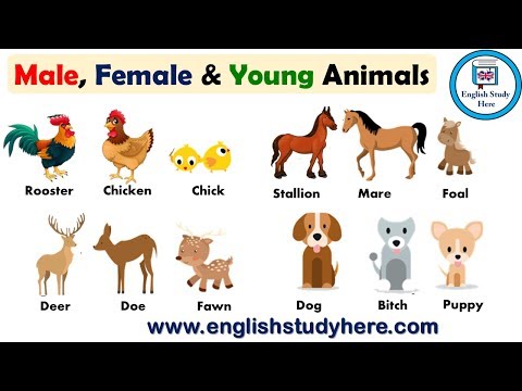 animal-names:-male,-female,-and-young-|-male,-female-&-young-animals-in-english