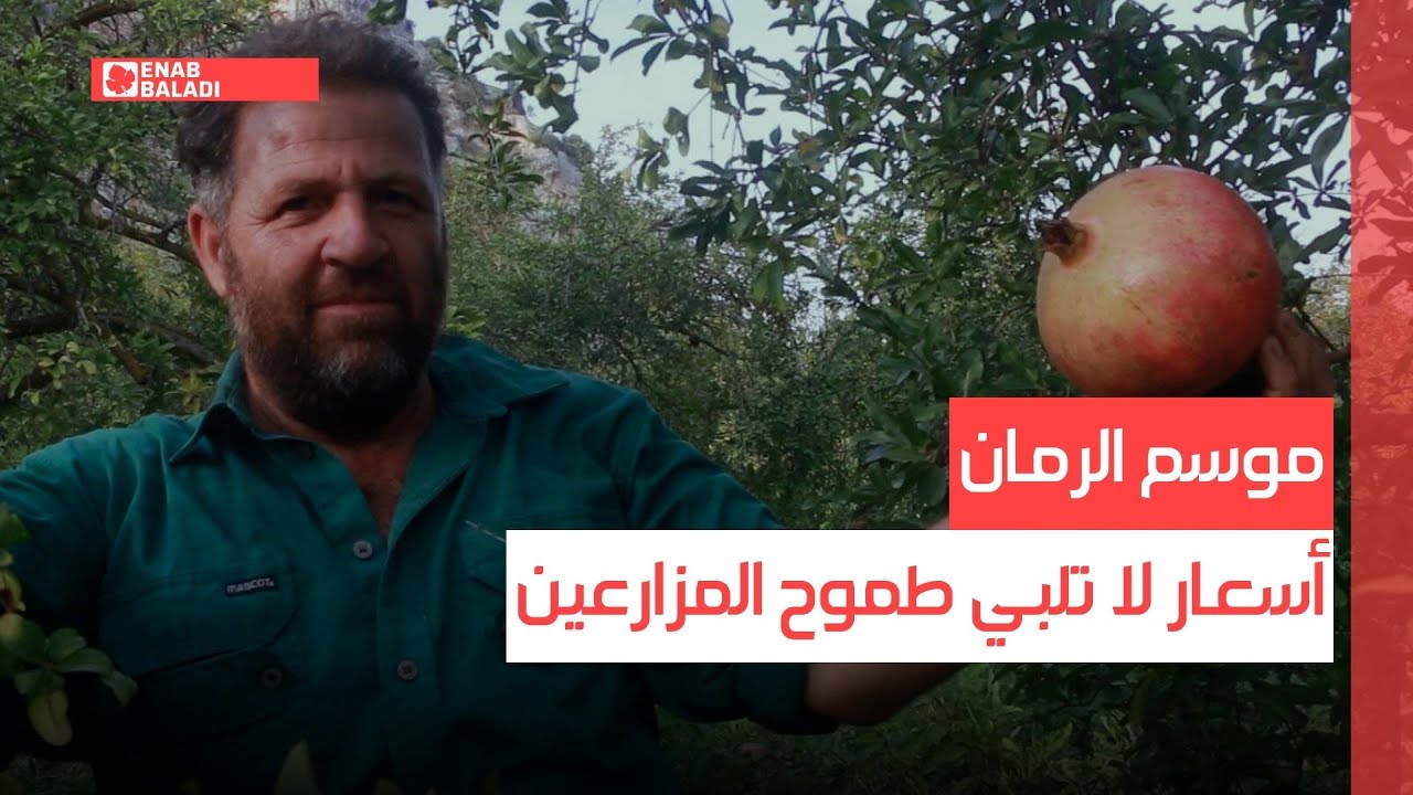 أسعار الرمان لا ترضي المزارعين في دركوش