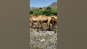 قال تعالى:-{فَذَكِّرْ إِنَّمَا أَنتَ مُذَكِّرٌ} #قرآن #سورة_الغاشية #خالد_الجليل