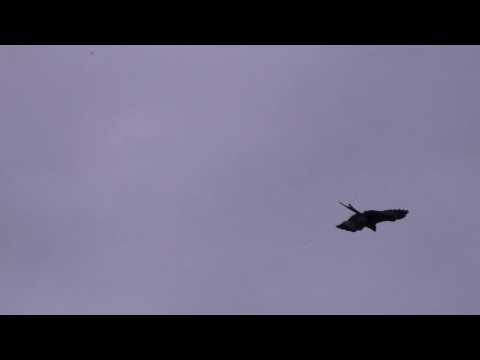 Redkite in Yorkshire!! 25/5/14