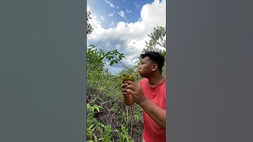 MIKAT BURUNG SIRTU, BURUNG SIRPU ATAU CIPOW SPOT CANTIK BURUNG Bersuara MERDU