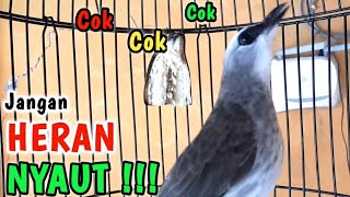 Download lagu TRUCUKAN GACOR ROPEL PANJANG Perangsang bunyi burung trucukan agar trucuk cepat bunyi GACOR