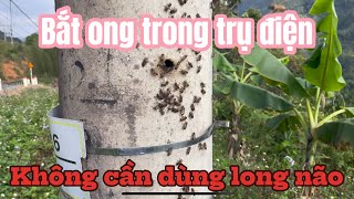 Chia sẻ cách bắt ong trong trụ điện không cần dùng long não ( băng phiến ).