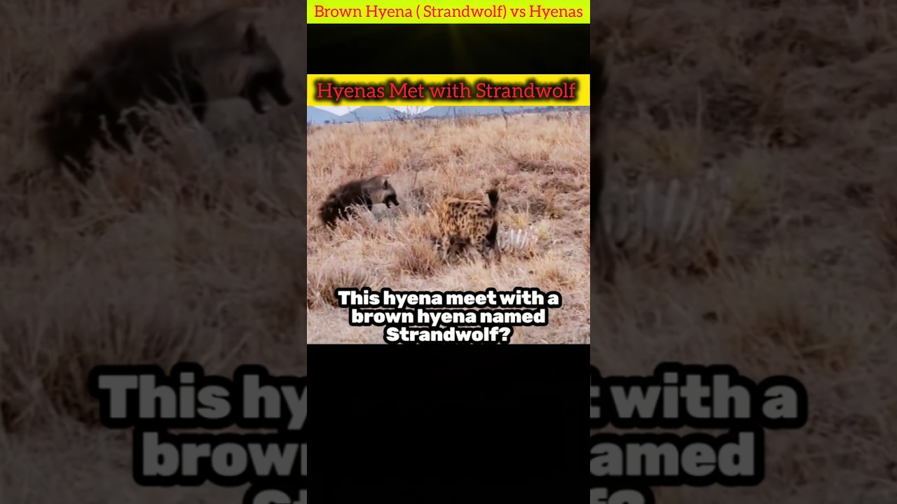 Wild Face-off | Hyenas vs Brown Hyena-Strandwolf Showdown!