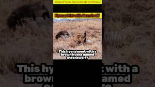 Wild Face-off | Hyenas vs Brown Hyena-Strandwolf Showdown!