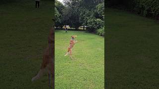 Sunday afternoons #dog #funny #shorts #viral #doglover #family #youtube #australia #cattledog