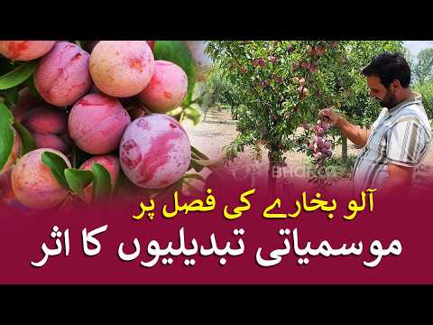 کشمیر میں آلو بخارے کی فصل وقت سے پہلے پک کر تیار، موسمیاتی تبدیلی کا اثر، تاہم کسان پر امید