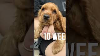 Spaniel From 2 Days To 1 Year Old | Funny Dogs, Puppies| Ep. 88