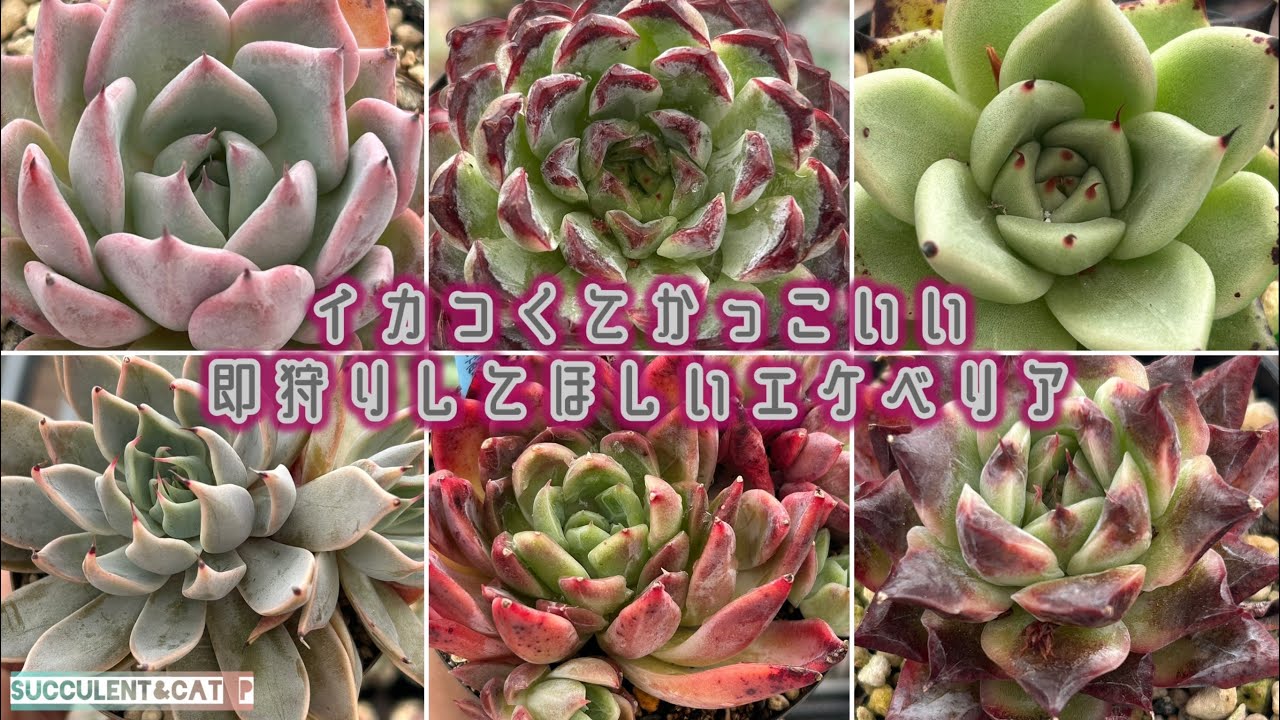 その他多肉植物 bizarre plants k Bizarre plants 'Live with bizarre plants' Book | 多肉植物・特別な