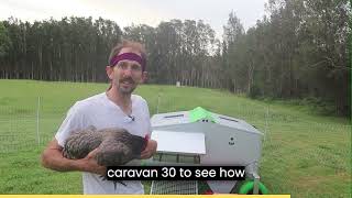 Ninja Chicken Caravan 30 Ad 2024
