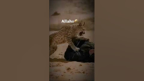 allaha hu allaha #اكسبلور #عبدالرحمن_مسعد #allahuakbar #shortvideo #عبدالرحمن_مسعد_تلاوة_جديدة