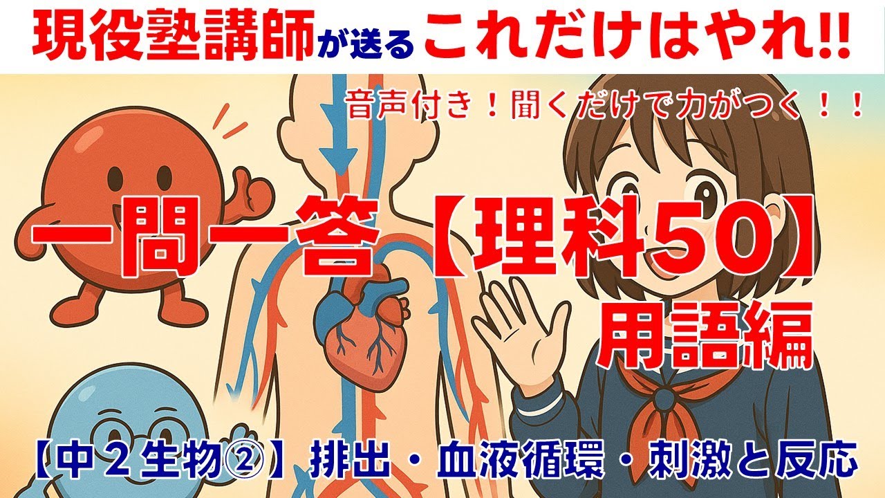 【中２理科・生物②血液循環・刺激と反応】【厳選50問】の定期テスト対策に！聞くだけ暗記！音声付き1問1答！