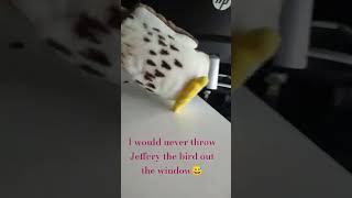 I would never throw Jeffery the bird out the window😅😅