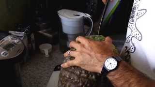 Cutting a Marina di Chioggia squash