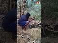 காட்டு பன்றி  ku solar👋....#funvlog #localexploration #dailyvlog #tirunelveli #kalakad