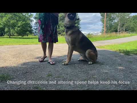 youtube prong collar