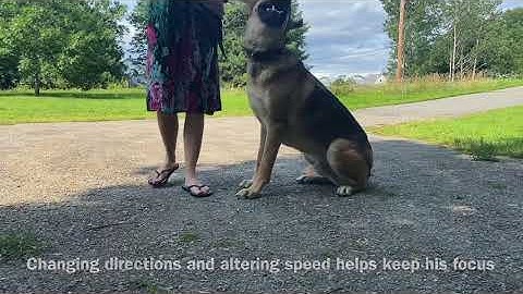 Reactive German Shepherd - Prong collar intro - Balanced Dog Training