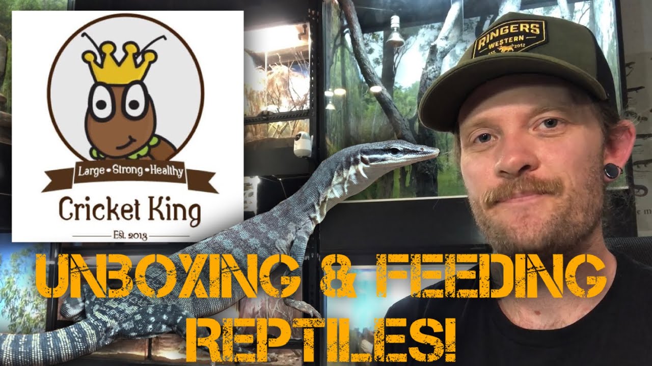 Unboxing CRICKET KING Crickets and Feeding my Aussie Reptiles! YouTube