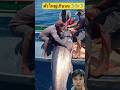ตัวใหญ่มาก#animals #wildlife #สัตว์ #ปลา #fishing #fish #shortvideo #viralvideo #shorts #wildanimals