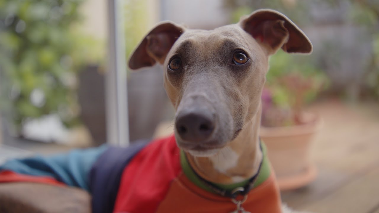 Blackmagic Pyxis 12k Sample Footage (Laowa Ranger 28-75mm T2.9 Cine Zoom Lens)