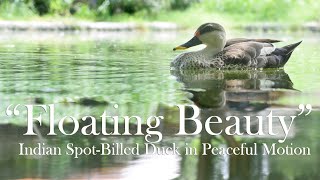 Floating Beauty: Indian Spot-Billed Duck in Peaceful Motion Floating Beauty: Indian Spot-Billed Duck in Peaceful Motion