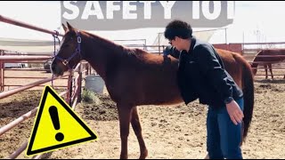 What you need to know about being safe around horses.