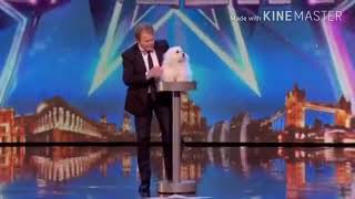 Top 5 Best auditions Animals America's Got Talent