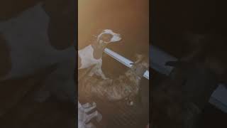 #parati #video #cacería #hunting #viral #cazadores #jabalí #dogo #argentina #fypシ #hunting #lapampa