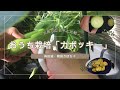 【野菜】韓国かぼちゃ「カボッキー」～今年は成功・去年との違い～