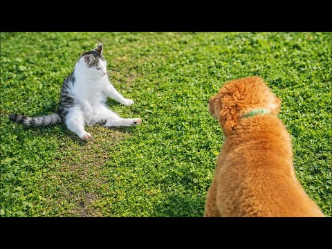 Bahçe Vlog 🐕 🐱 