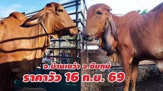 Cattle prices September 16, 2026, Ban Khwao District, Chaiyaphum Province, open on Wednesdays and...