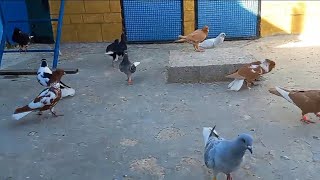 سهرة حمام المساء من حلال الأخ انس الخالد    Birds   pigeons