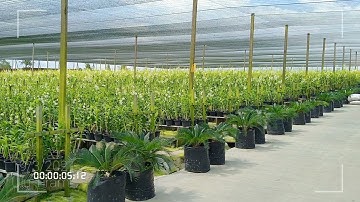 #KEBUN BUNGA ANGGREK #bermacam macam aneka warna di Malaysia bagus banget...