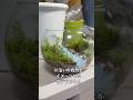 【川沿いの自然 苔テラリウム】　#苔テラリウム #苔 #terrarium #moss #healing #癒し #趣味 #100均