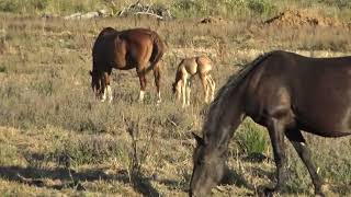 Lighthouse Ranch Brood mares. Willamina, OR 2022 by FeedMyHeartWithLove Eph5 72 views 1 year ago 4 minutes, 51 seconds